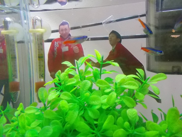 中古車販売 中古車買取 アップル