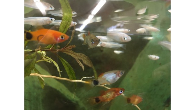 中古車販売 中古車買取 アップル