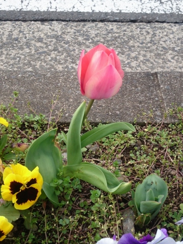 中古車販売 中古車買取 アップル