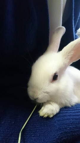 中古車販売 中古車買取 アップル