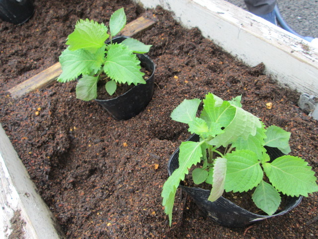 中古車販売 中古車買取 アップル