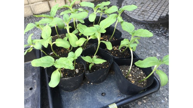 中古車販売 中古車買取 アップル