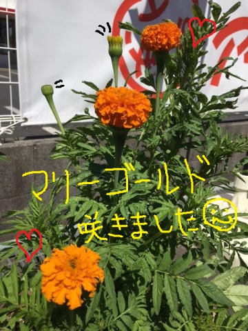 中古車販売 中古車買取 アップル