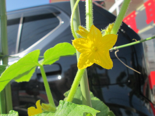 中古車販売 中古車買取 アップル