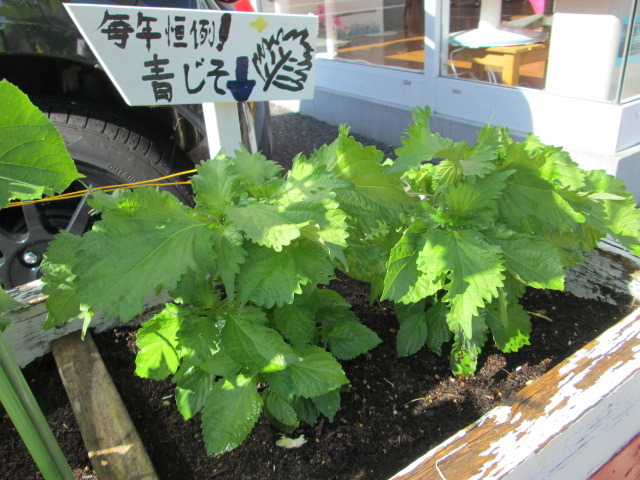 中古車販売 中古車買取 アップル