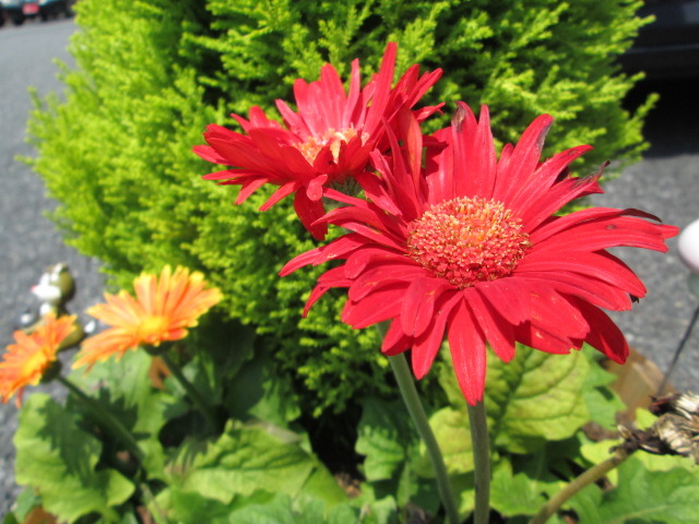 中古車販売 中古車買取 アップル