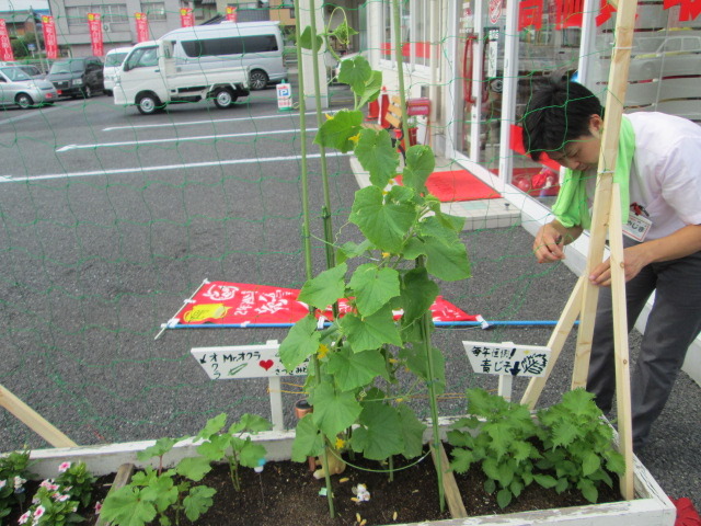 中古車販売 中古車買取 アップル