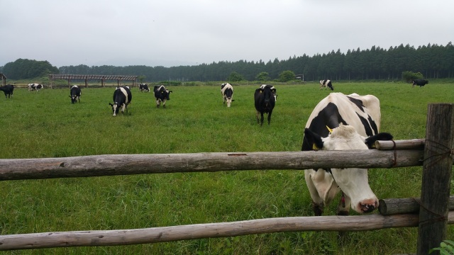 中古車販売 中古車買取 アップル