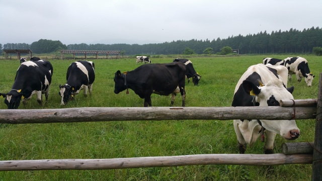 中古車販売 中古車買取 アップル