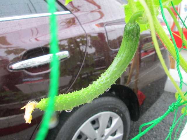 中古車販売 中古車買取 アップル