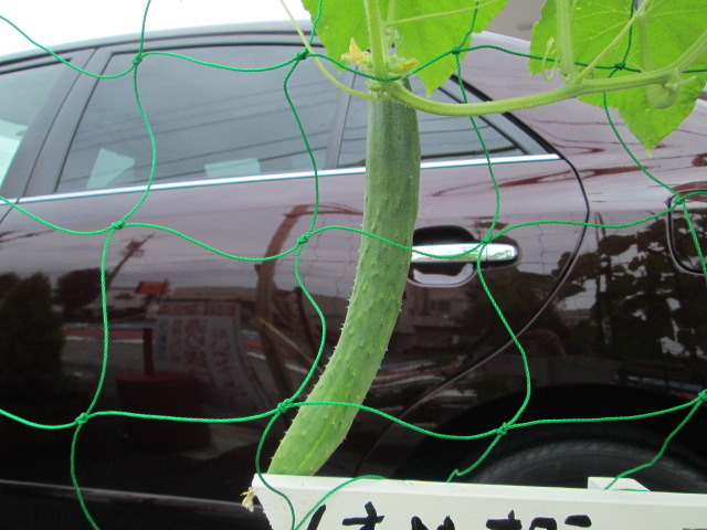 中古車販売 中古車買取 アップル