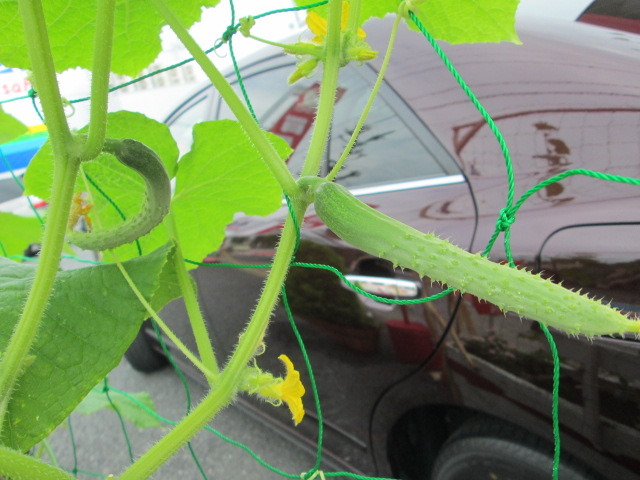 中古車販売 中古車買取 アップル