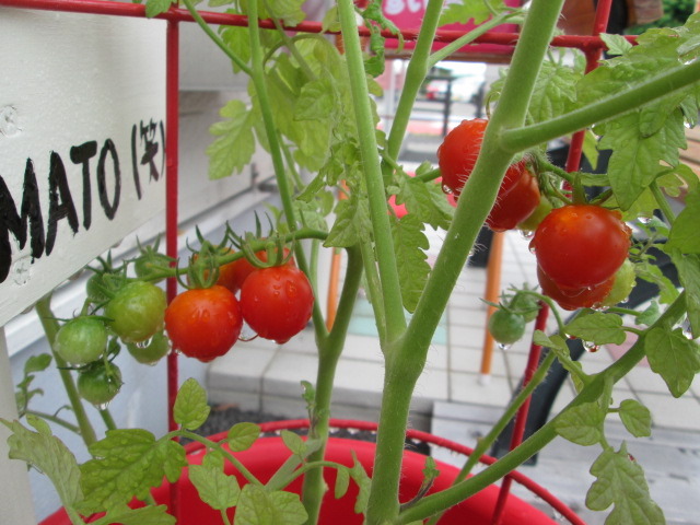 中古車販売 中古車買取 アップル