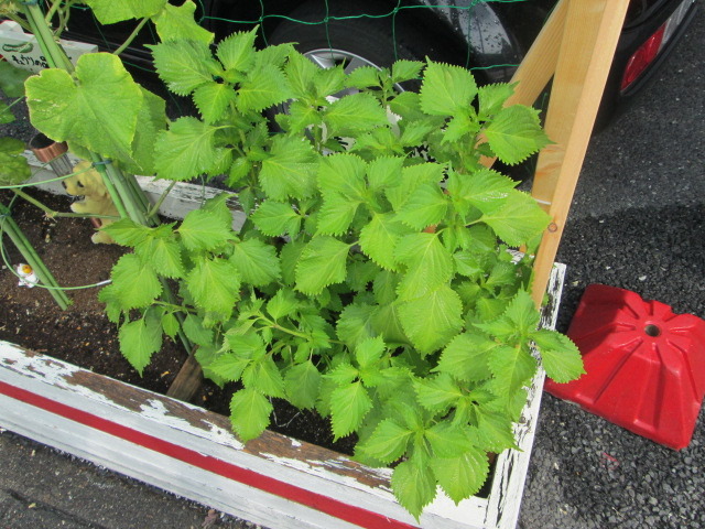 中古車販売 中古車買取 アップル