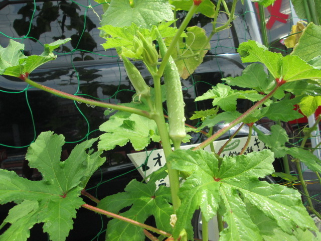 中古車販売 中古車買取 アップル