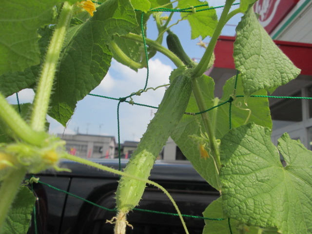 中古車販売 中古車買取 アップル