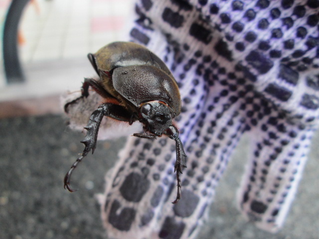 中古車販売 中古車買取 アップル