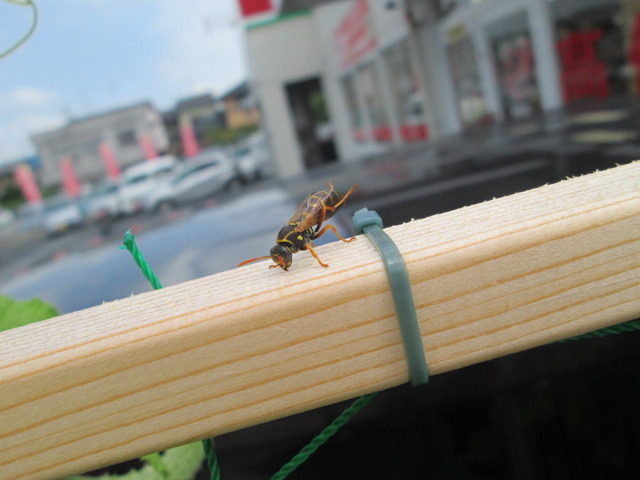 中古車販売 中古車買取 アップル