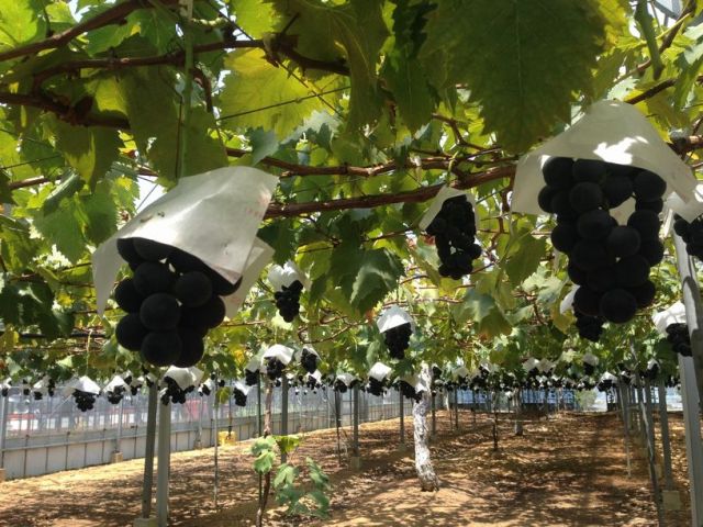 中古車販売 中古車買取 アップル