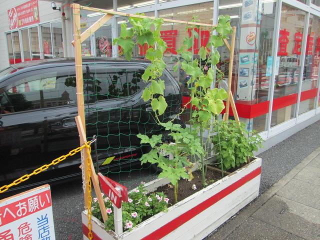 中古車販売 中古車買取 アップル