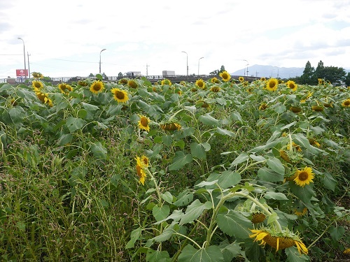 中古車販売 中古車買取 アップル