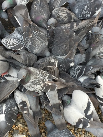 中古車販売 中古車買取 アップル