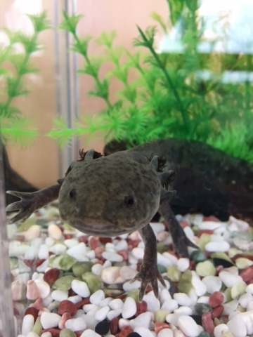 中古車販売 中古車買取 アップル