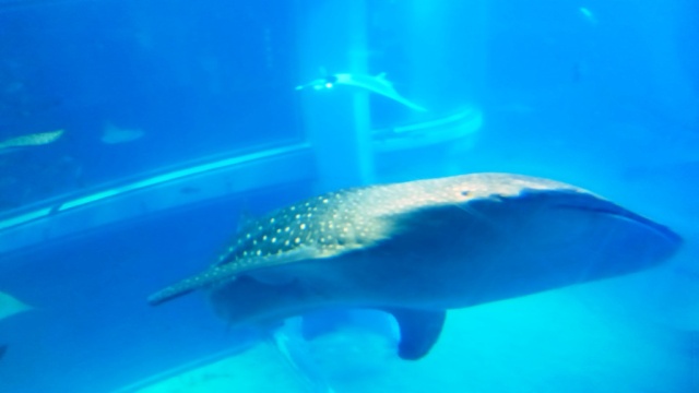 中古車販売 中古車買取 アップル