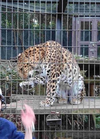 中古車販売 中古車買取 アップル