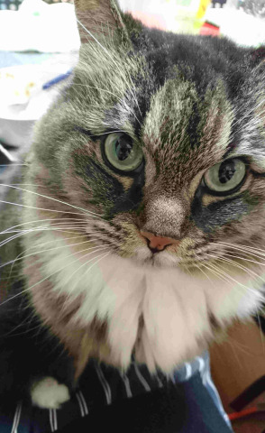 中古車販売 中古車買取 アップル