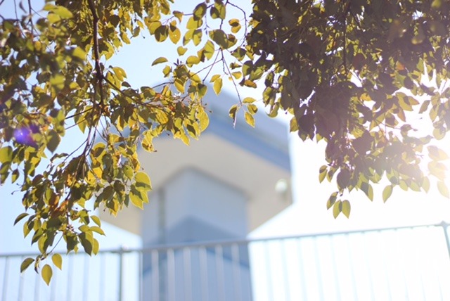 中古車販売 中古車買取 アップル