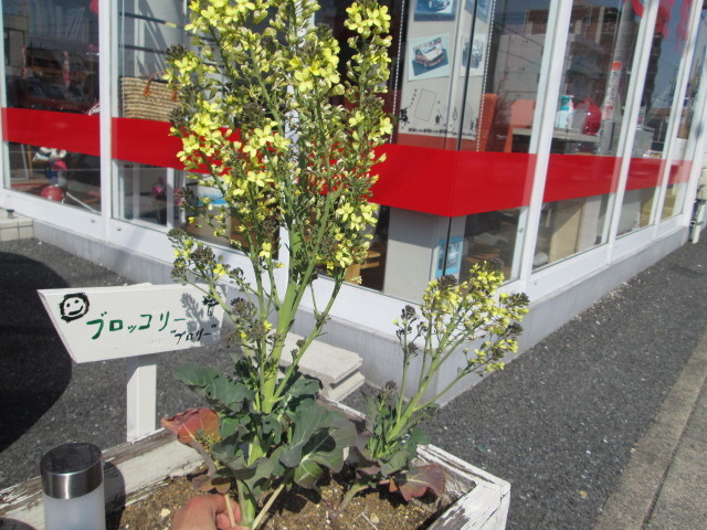 中古車販売 中古車買取 アップル