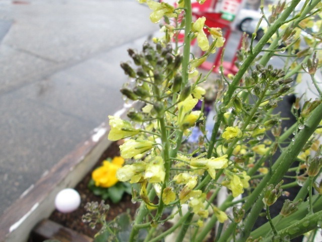 中古車販売 中古車買取 アップル