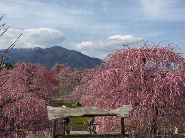 中古車販売 中古車買取 アップル