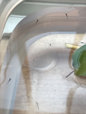 中古車販売 中古車買取 アップル