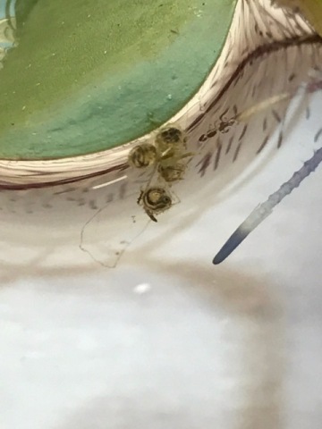 中古車販売 中古車買取 アップル