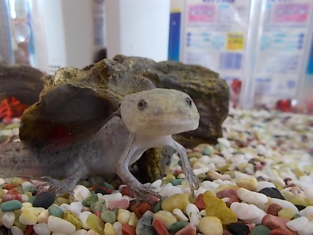 中古車販売 中古車買取 アップル