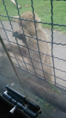 中古車販売 中古車買取 アップル