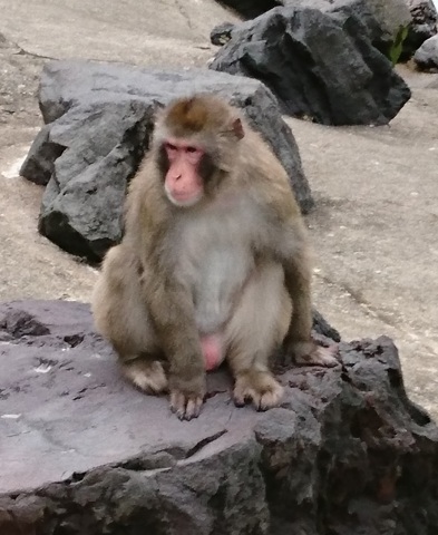 中古車販売 中古車買取 アップル