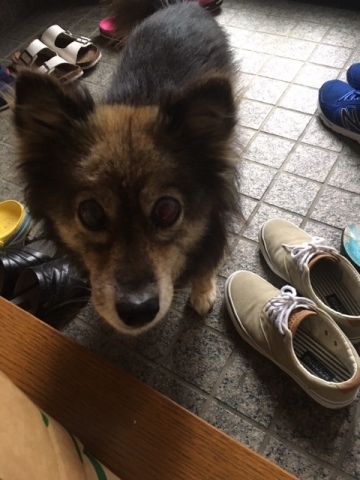 中古車販売 中古車買取 アップル