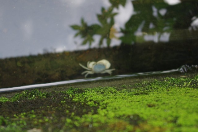 中古車販売 中古車買取 アップル