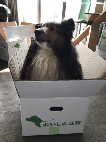 中古車販売 中古車買取 アップル