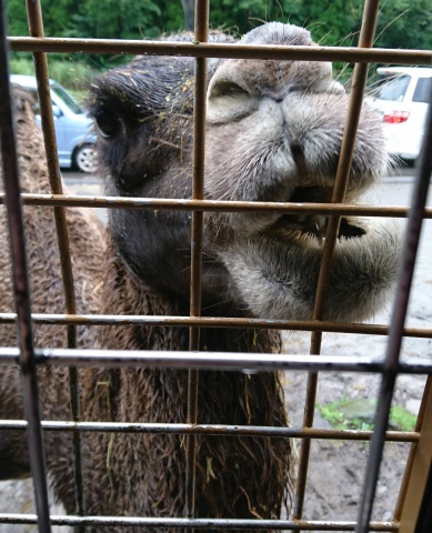 中古車販売 中古車買取 アップル