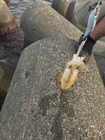 中古車販売 中古車買取 アップル