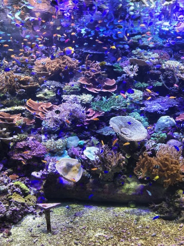 中古車販売 中古車買取 アップル