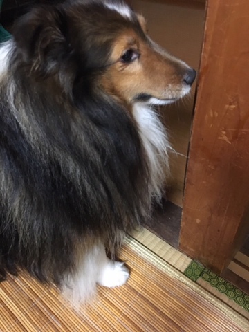 中古車販売 中古車買取 アップル