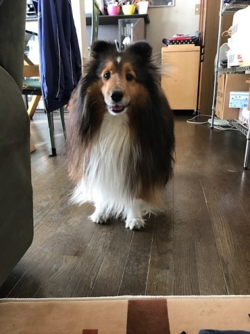 中古車販売 中古車買取 アップル