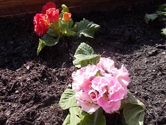 中古車販売 中古車買取 アップル