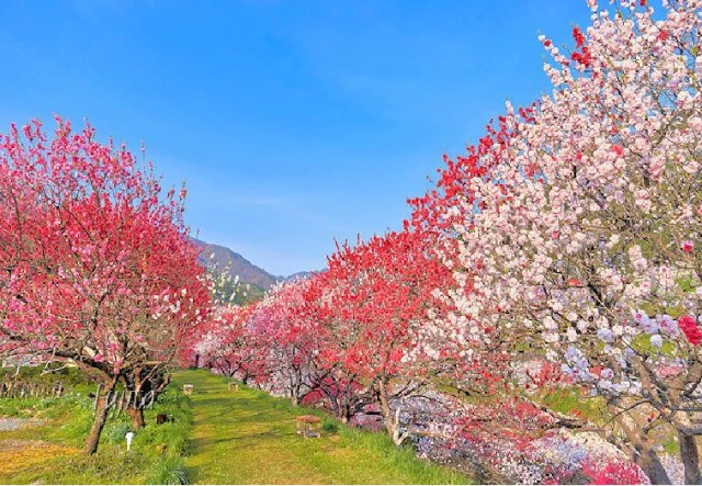 中古車販売 中古車買取 アップル