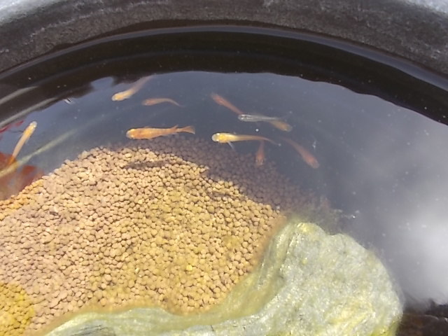 中古車販売 中古車買取 アップル